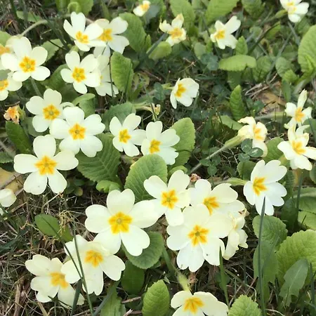 Il Paradiso Del Relax House In The Langhe - Panoramic View